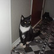 Blanding af racer Figaro