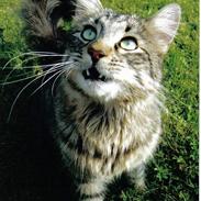 Blanding af racer Samson