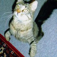 Blanding af racer Samson