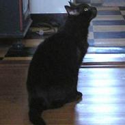 Blanding af racer Rumle