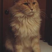 Maine Coon Victor