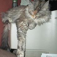 Maine Coon Mille