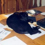 Blanding af racer Rumle