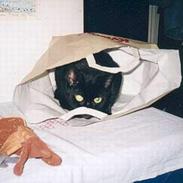 Blanding af racer Rumle