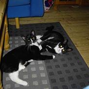 Blanding af racer Polle og Bølle