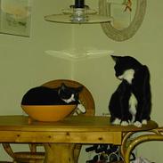 Blanding af racer Polle og Bølle