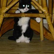 Blanding af racer Polle og Bølle