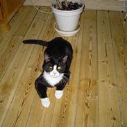 Blanding af racer Polle og Bølle