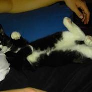 Blanding af racer Polle og Bølle