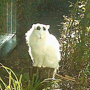 Norsk Skovkat Zoojack