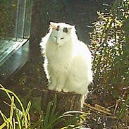 Norsk Skovkat Zoojack