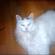 Norsk Skovkat Zoojack