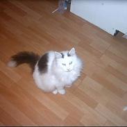 Norsk Skovkat Zoojack