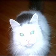 Norsk Skovkat Zoojack