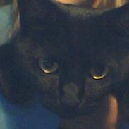 Blanding af racer Frida