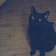 Blanding af racer Frida