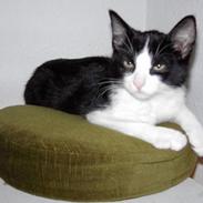 Blanding af racer Phsyko