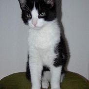 Blanding af racer Phsyko