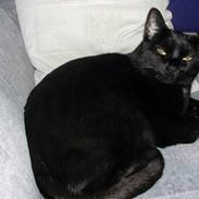 Blanding af racer Frida