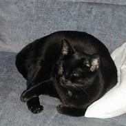 Blanding af racer Frida