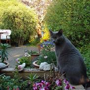 Blanding af racer Chili