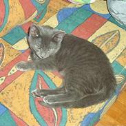 Blanding af racer Chili