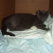 Blanding af racer Chili