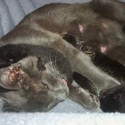 Blanding af racer Chili