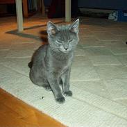 Blanding af racer Chili