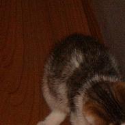 Blanding af racer mys mig 