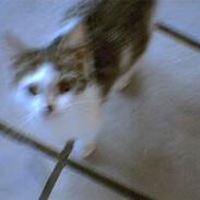 Blanding af racer mys mig 