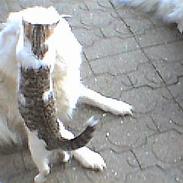 Blanding af racer mys mig 