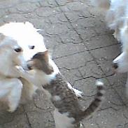 Blanding af racer mys mig 