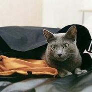 Blanding af racer Miss gree