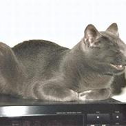 Blanding af racer Miss gree