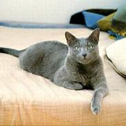 Blanding af racer Miss gree