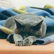 Blanding af racer Miss gree