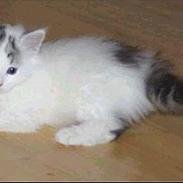 Blanding af racer Pølse