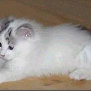 Blanding af racer Pølse