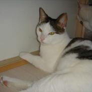 Blanding af racer Mis-bertha