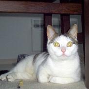 Blanding af racer Mis-bertha