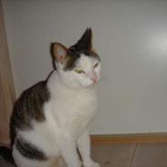 Blanding af racer Mis-bertha