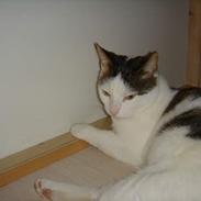 Blanding af racer Mis-bertha