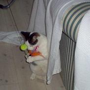 Blanding af racer Mis-bertha