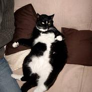 Blanding af racer Piv