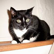 Blanding af racer Piv