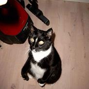 Blanding af racer Piv