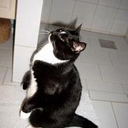 Blanding af racer Piv