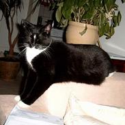 Blanding af racer Piv