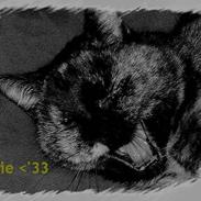 Blanding af racer Fie